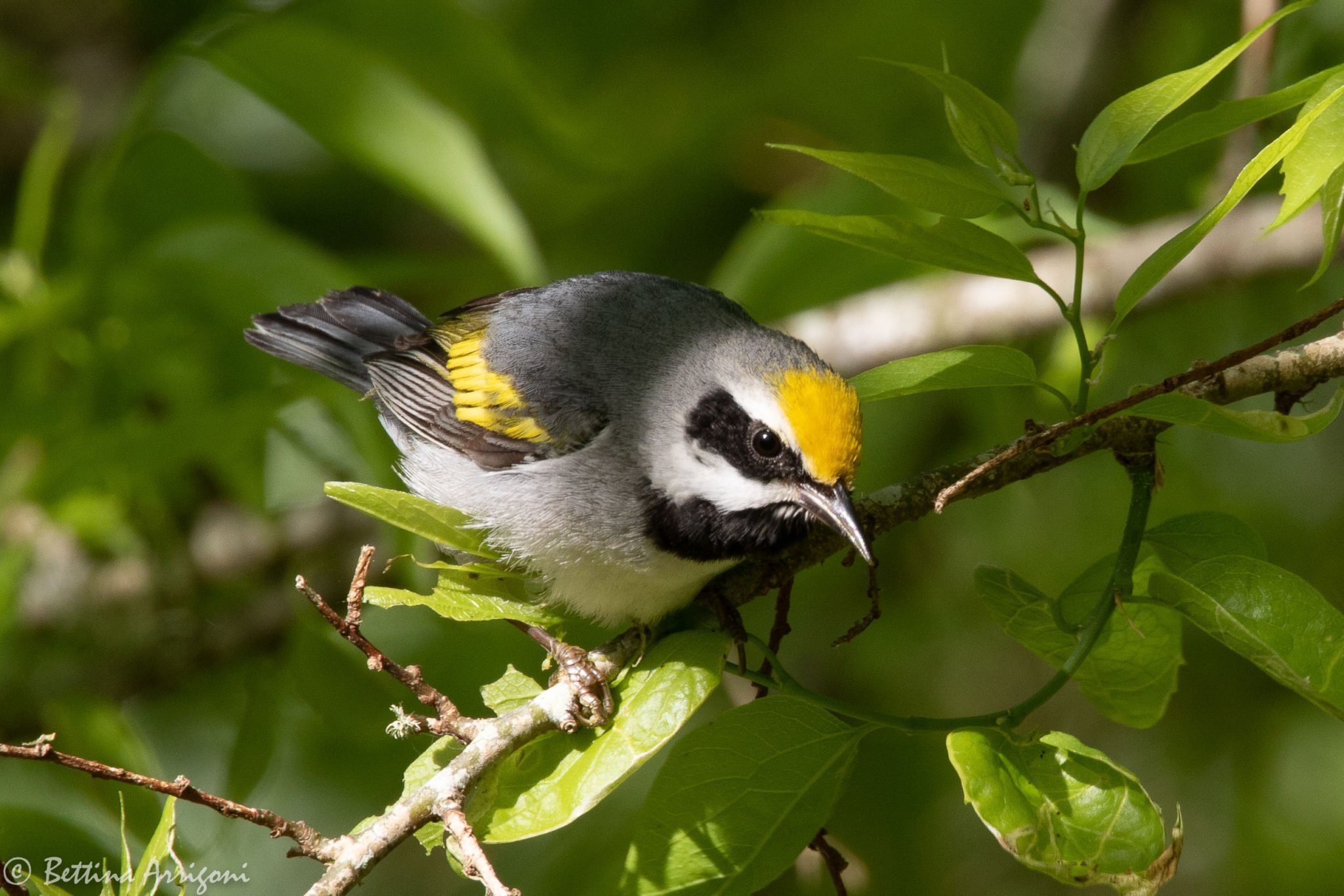 This is a male golden-winged warbler. The warbler is one of several threatened species that Hudson Farm is trying to help through improved habitat. Photo by Bettina Arrigoni/CC BY (https://creativecommons.org/licenses/by/2.0), via Wikimedia Commons