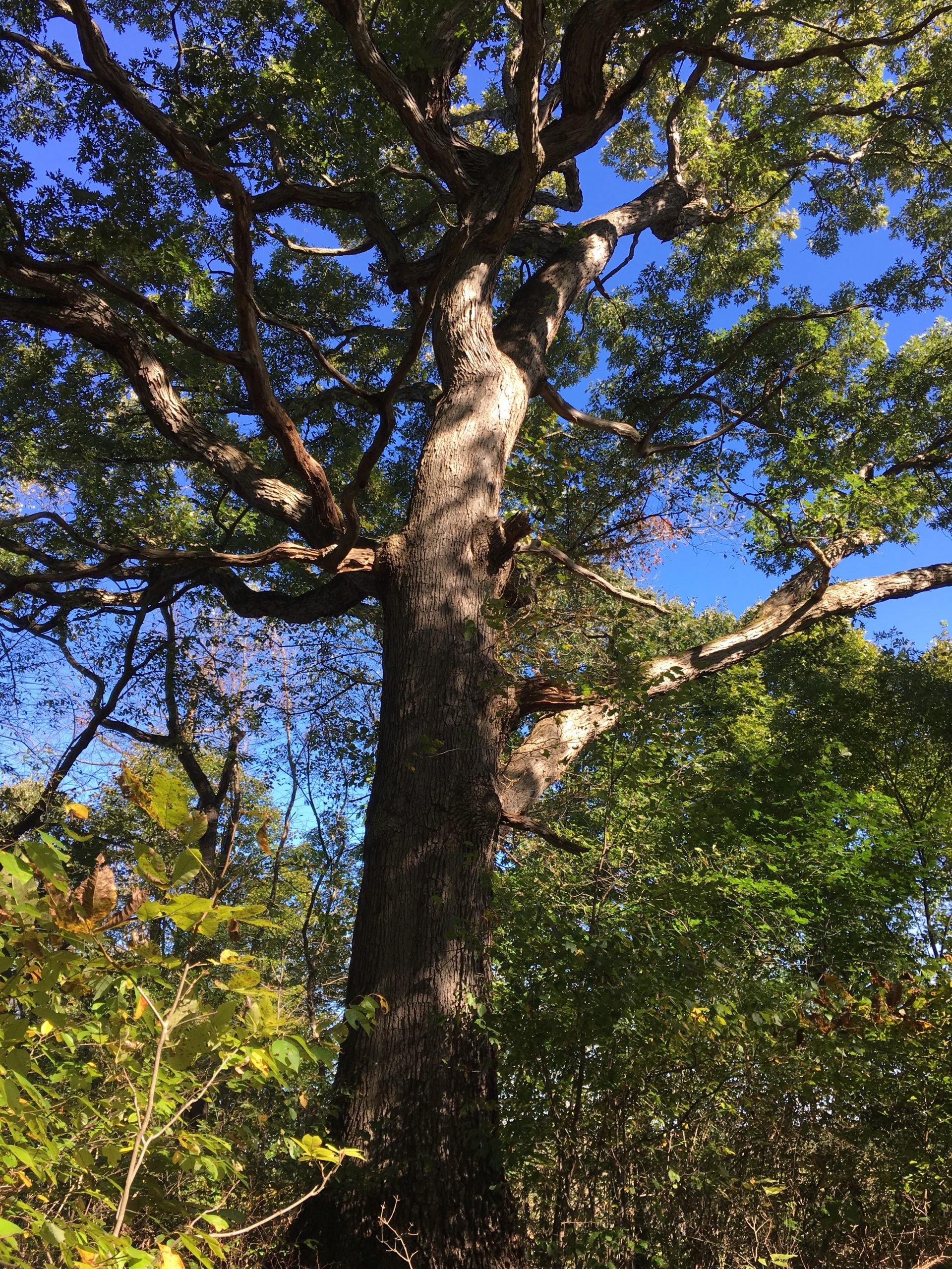 A photo of a tree.