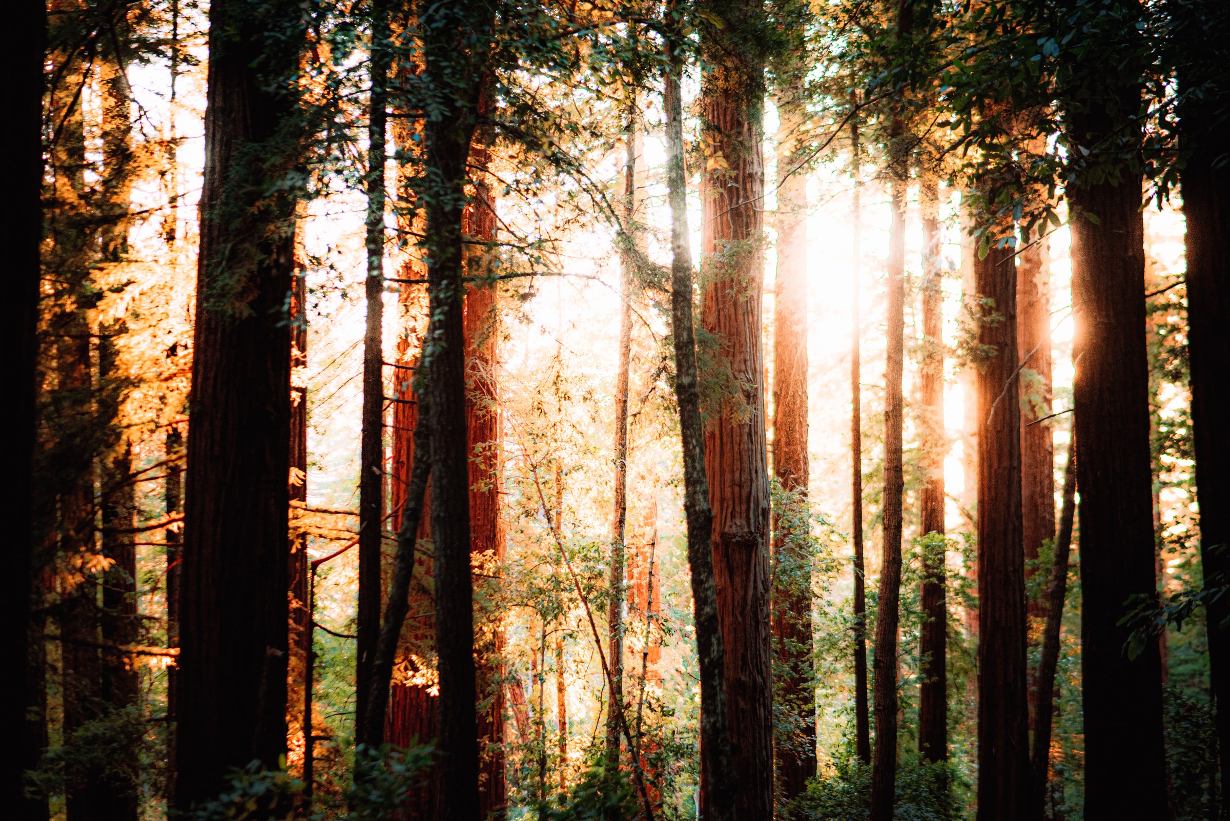 California redwood trees can grow 100 feet tall in 50 years. Photo by Jordan M. Lomibao on Unsplash