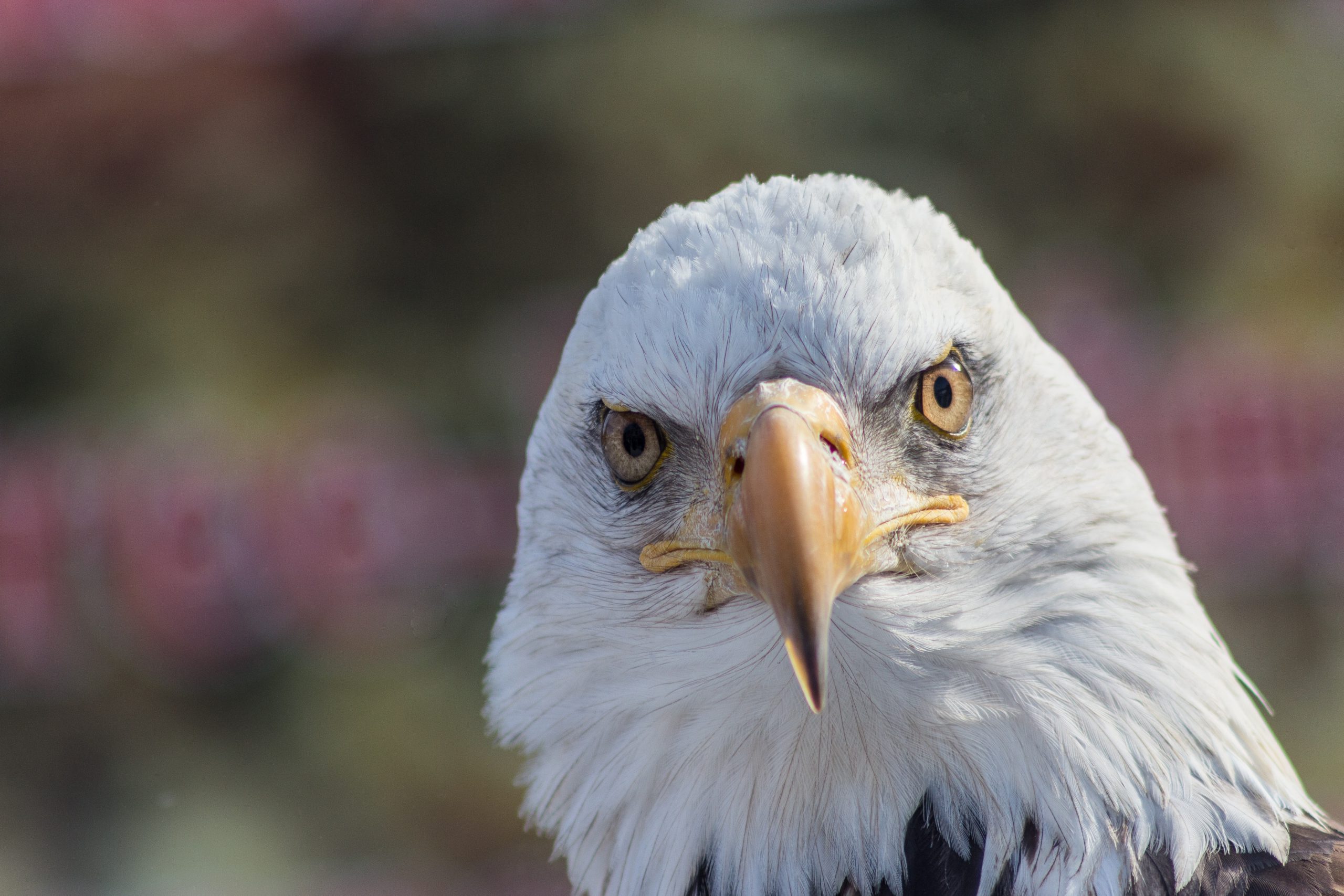 Our Green Sources: A Birds Of Prey Sanctuary | Clovery